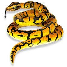 Plush Toy Python Yellow 118in