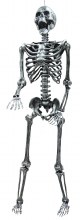 Skeleton Steel Gray LightUp 5'