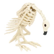 Vulture Skeleton