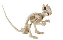 Skeleton Squirrel