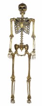 Skeleton Gold Posable 5ft
