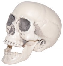 Llife-Size Plastic Skull w/ Moving Jaw