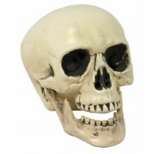 Skull Prop w/ Moving Jaw