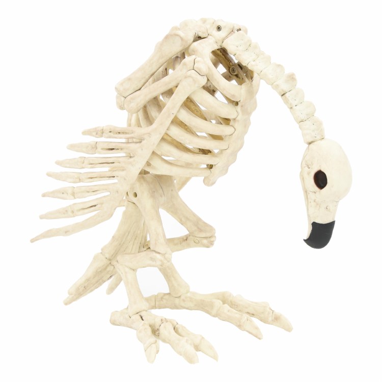Vulture Skeleton