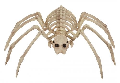 Skeleton Spider