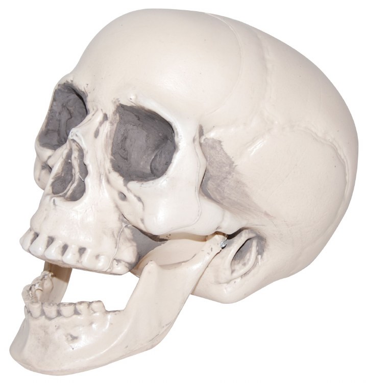 Life-Size Plastic Skull w/ Moving Jaw