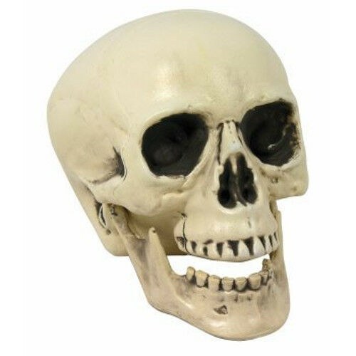Skull Prop w/ Moving Jaw