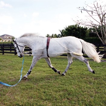 Pessoa Lungeing System (Horse)