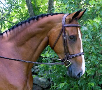 Red Barn Synergy Bridle (Cob)