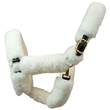 Walsh Shipping Halter (Cob)