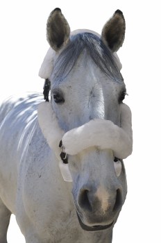 Small/Pony 6 Piece Halter Fleece Set