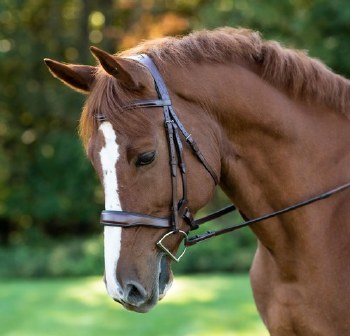 Red Barn Arena Ergonomic Bridle NO Flash (Full)