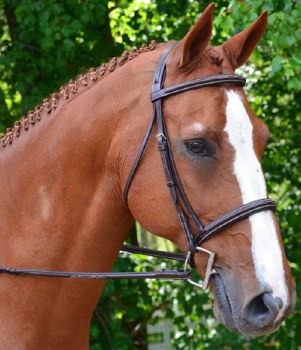 Aster Bridle (Full)