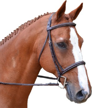Black Oak Aster Bridle (Oversize)