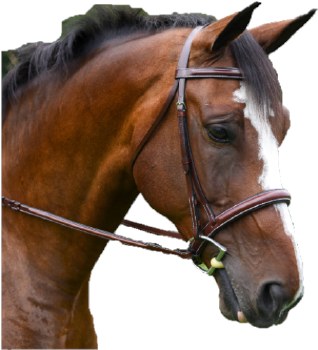 Del Mar Bridle (Oversize)
