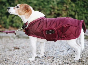 Kentucky Original Dog Coat (Bordeaux/Large)