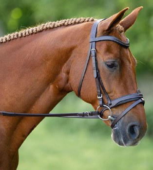 Dogwood Bridle (Cob)