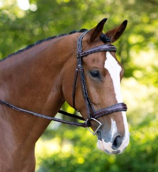 KL Select Hampton Bridle (Oversize)