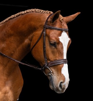 Hudson Bridle (Pony)