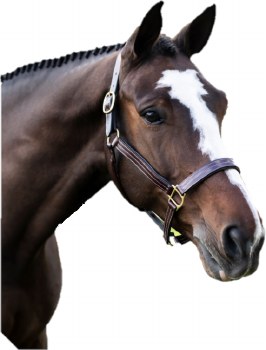 Red Barn Julie Halter (Cob)