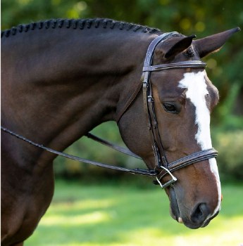 Laurel Hunter Bridle (Cob)