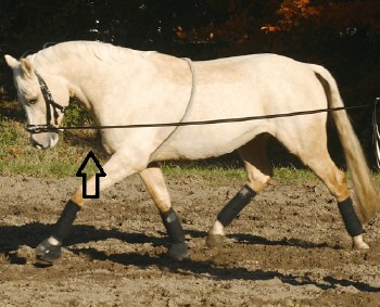 European Lunging Rope (Horse)