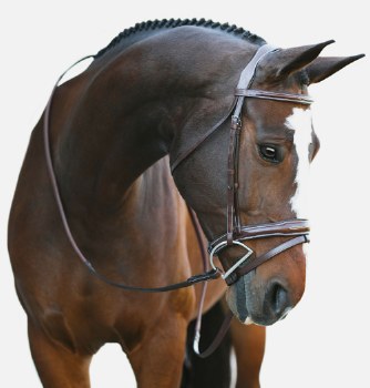 Millbrook Bridle (Full)