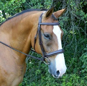 Ocala Bridle (Cob)