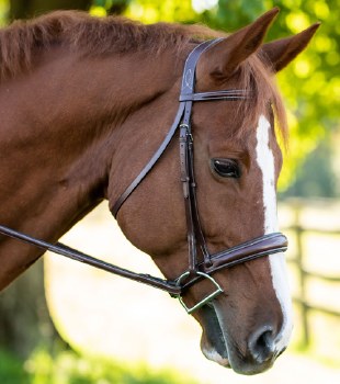 Red Barn Ocala Bridle (Horse)