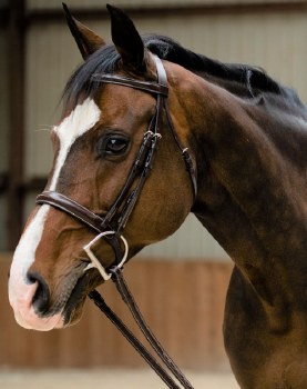 Poppy Bridle (Full)