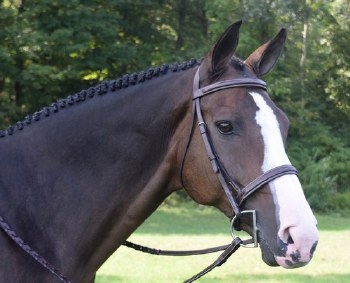 Black Oak Spruce Bridle (Full)