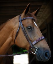 Red Barn Tuscany Bridle