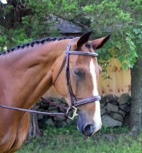 KL Italia Middleburg Bridle