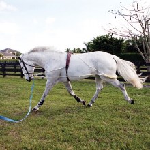 Pessoa Lungeing System (Pony)