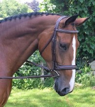 Black Oak Laurel Hunter Bridle