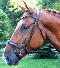 Arena Ergonomic Bridle Padded w/ Flash (Cob)