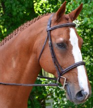Aster Bridle (Small Pony)