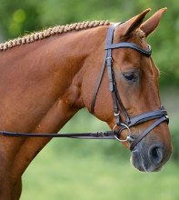 Dogwood Bridle (Full)