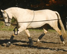 European Lunging Rope (Horse)