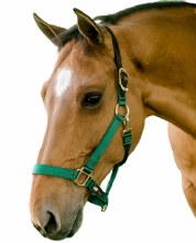 Walsh Nylon Breakaway Halter 1" (Green - 8)