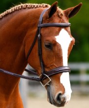 Tupelo Bridle (Cob)