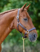Willow Halter (Cob)