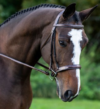 Red Barn Tuscany Bridle (Cob)