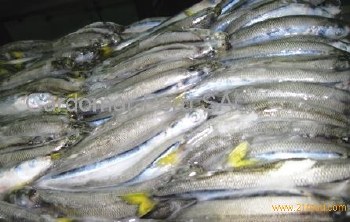 Frozen Smelt/korushka
