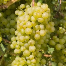 Grape Yelloww