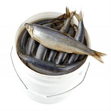 Herring In Brine