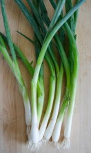 Onions Green