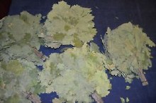 Veniki Birch Twigs