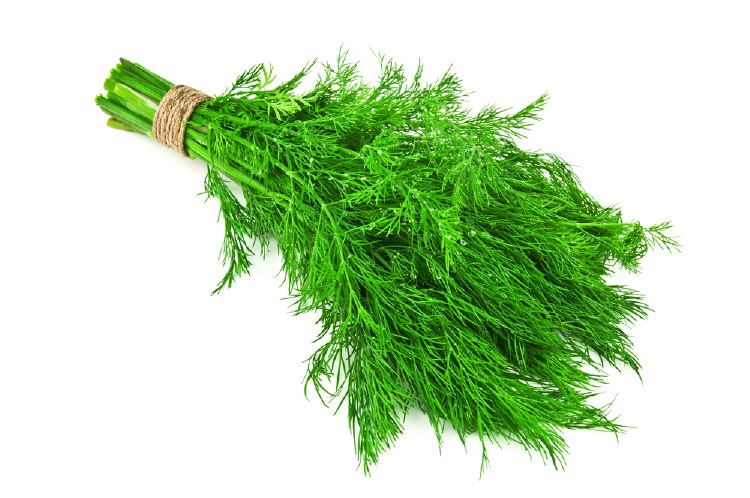 Herb Dill Bunch