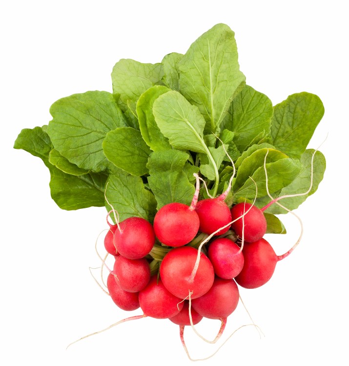 Radish Bunch